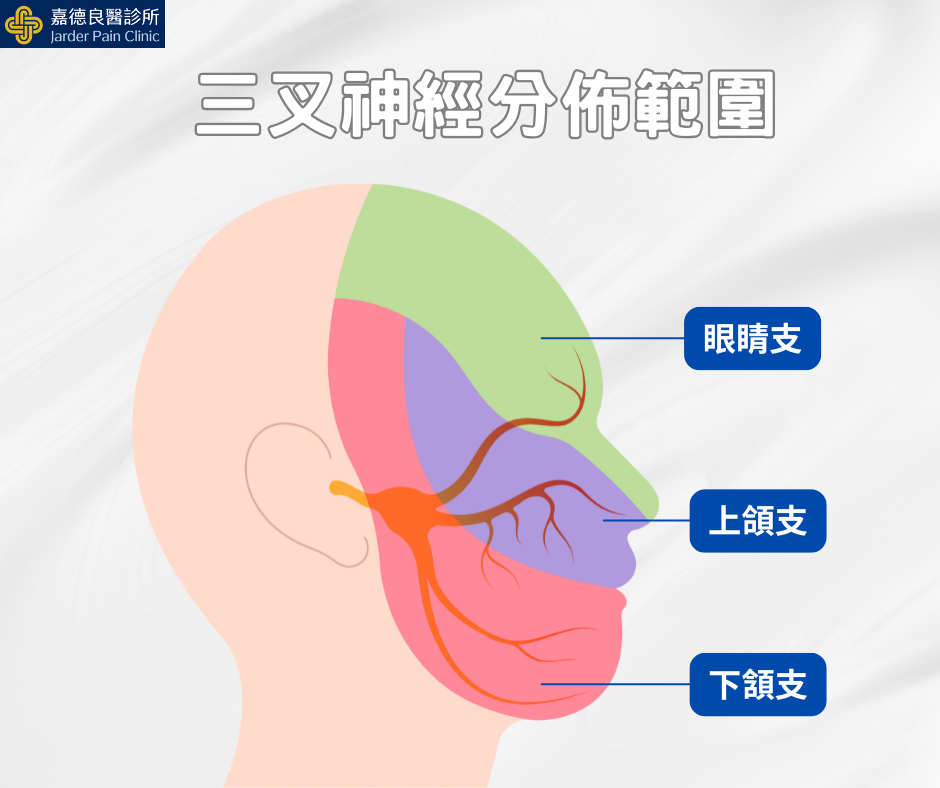 三叉神經分佈範圍