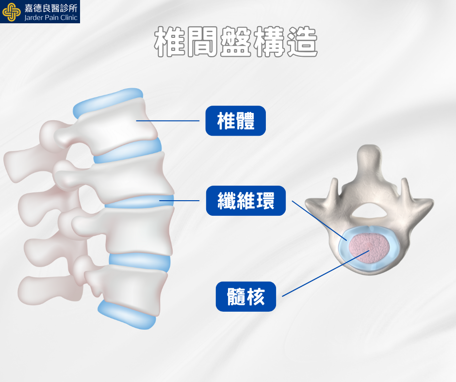 椎間盤的結構